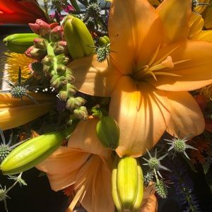 Meet your Posher, Holly